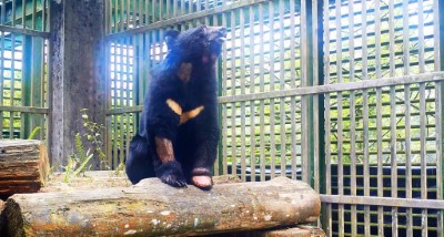 20210728 東卯山黑熊在大籠舍 棲架上正面坐著（特生低海拔 劉立雯 提供）
